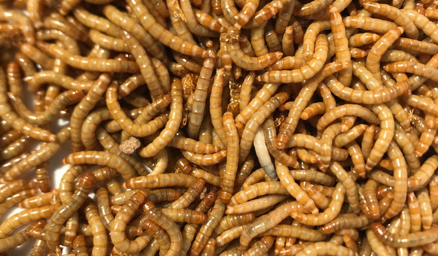 Close up of mealworms